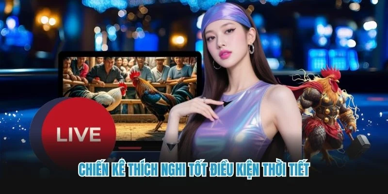 Chiến kê thích nghi tốt điều kiện thời tiết  