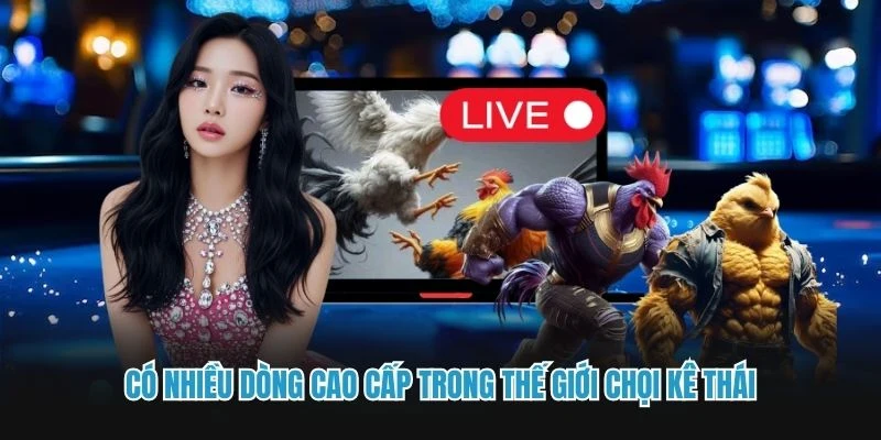 Có nhiều dòng cao cấp trong thế giới chọi kê Thái