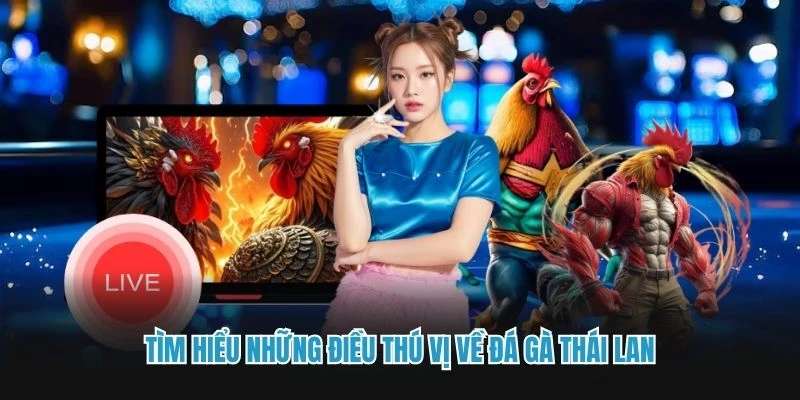 Tìm hiểu những điều thú vị về đá gà Thái Lan